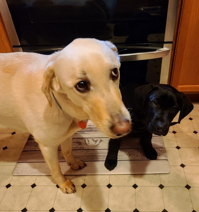 This is an image of Blondie and Laszlo